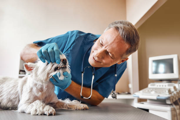 Best Same-Day Emergency Appointments in Lockport, IL